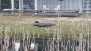 Alligator hanging in someones backyard on Bald Head Island.