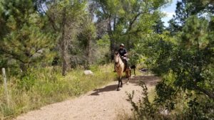 Sandy and wide trail through the image from bottom left to middle right. In the middle of the trail (and image) there is a buff-colored horse with a rider wearing dark clothes. Evergreen trees, grasses, and scrub line the trail.