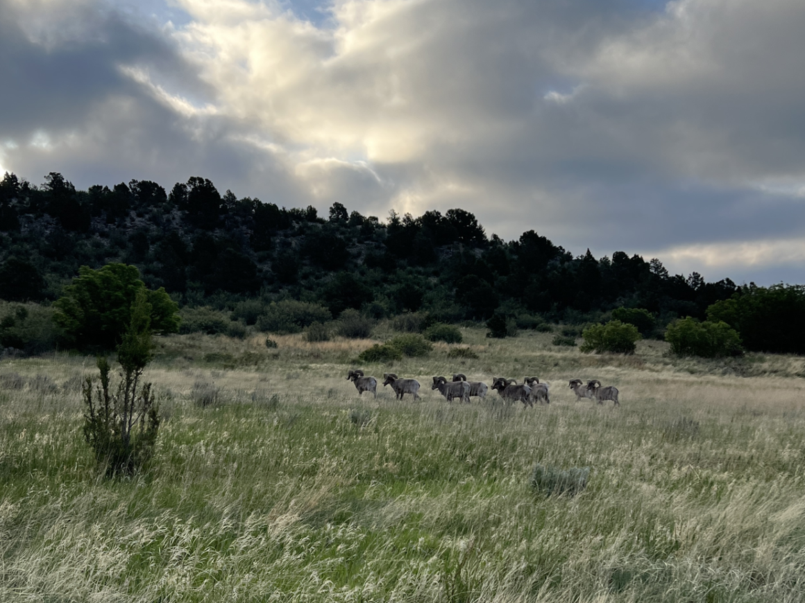 Herd of bighorn sheep