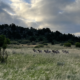 Herd of bighorn sheep